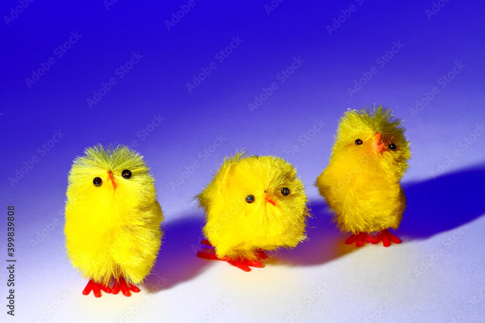 Three easter chick toy chickens isolated on a blue background