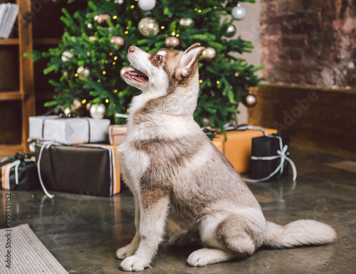 Dog wolf breed husky white-brown color sits near christmas tree. Pet poses near fir tree of decorated New Years house in living room at evening. Siberian husky on Christmas eve concept