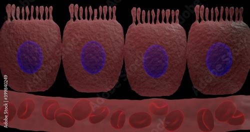 Enterocytes columnar epithelial cells in 3d illustration photo