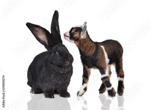 Little newborn baby goat bleating in the ear of a big flemish giant breed rabbit isolated on white background