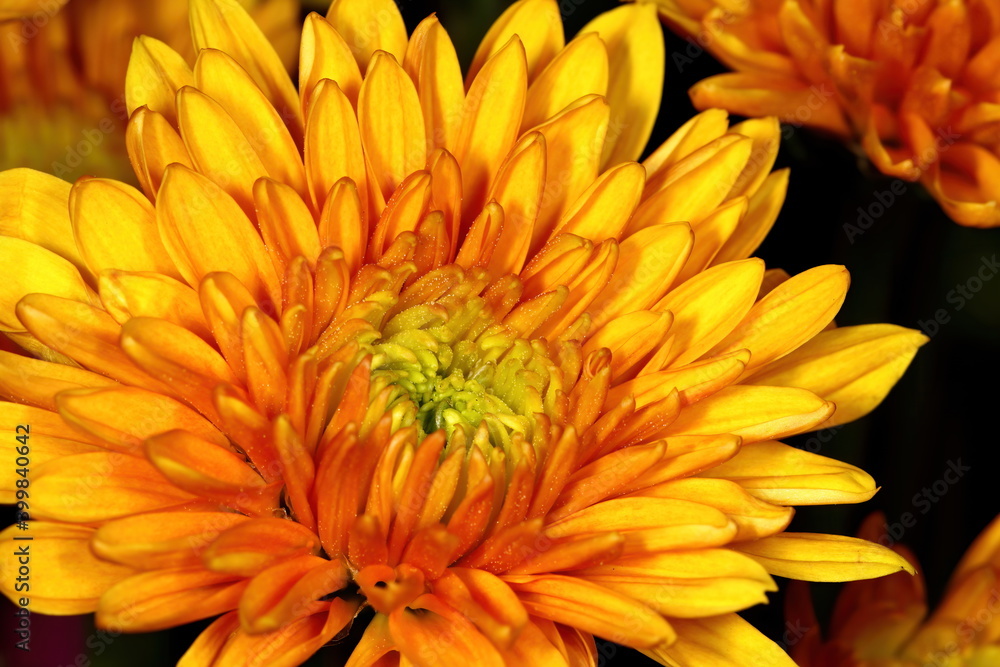 Orange Chrysanthemum flower up close. Chrysanthemum indicum. Orange Chrysanthemum flower up close. Chrysanthemum indicum.