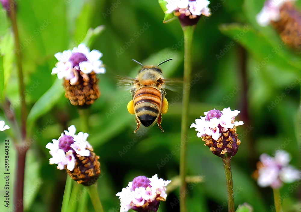 A lone Honey bee flying between flowers. Apis_mellifera. A lone Honey bee flying between flowers. Apis_mellifera.