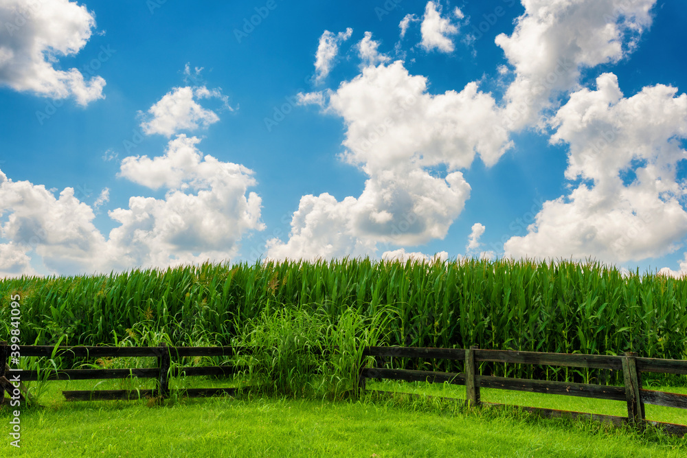 Corn field under cloudy skies