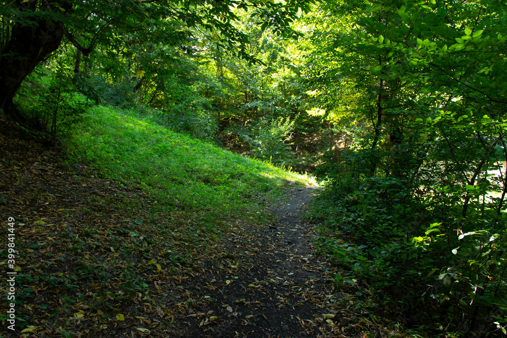 Fototapeta premium a picture of an forest hiking trail