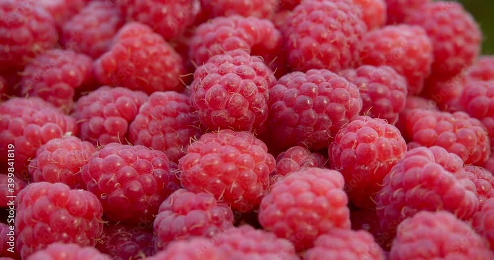 Very large raspberries. Background from red ripe berries. Very large raspberries. Background from red ripe berries.
