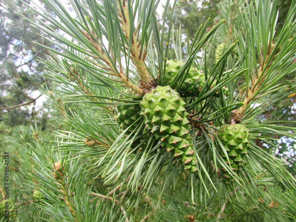 cones on a pine tree cones on a pine tree