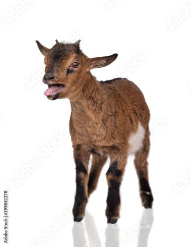 Little funny baby goat bleating isolated on white background