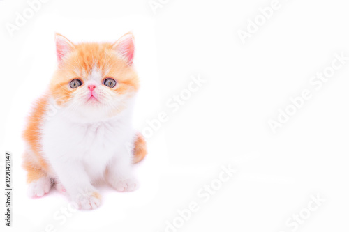 cute persian kitten on isolated white background © Natallia Vintsik