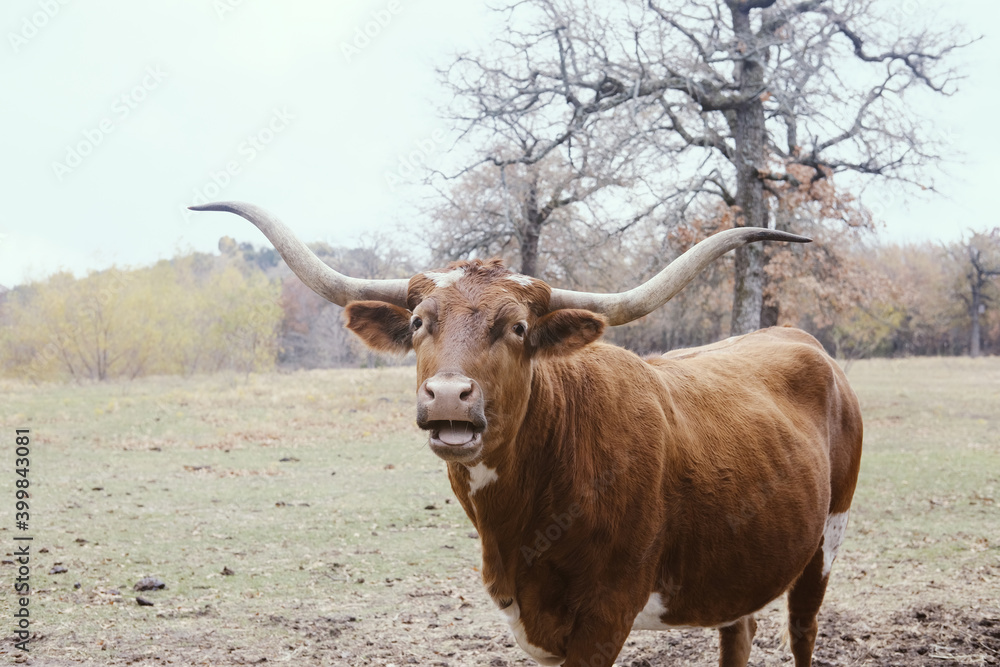Texas longhorn cow with funny face in farm field on farm, large horns. Texas longhorn cow with funny face in farm field on farm, large horns.