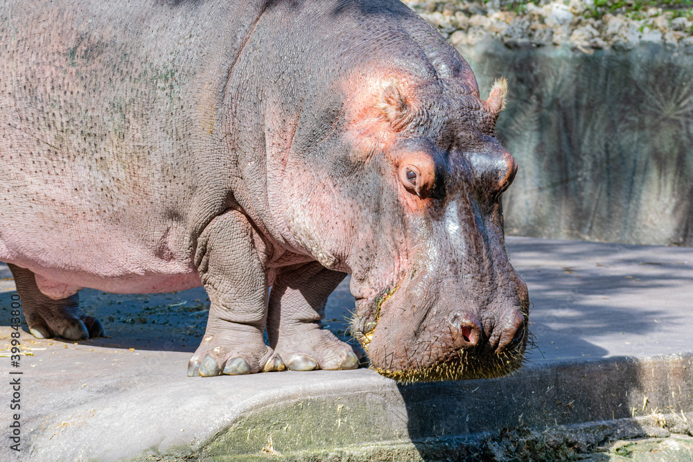 Closeup of hippo near pond at nature preserve