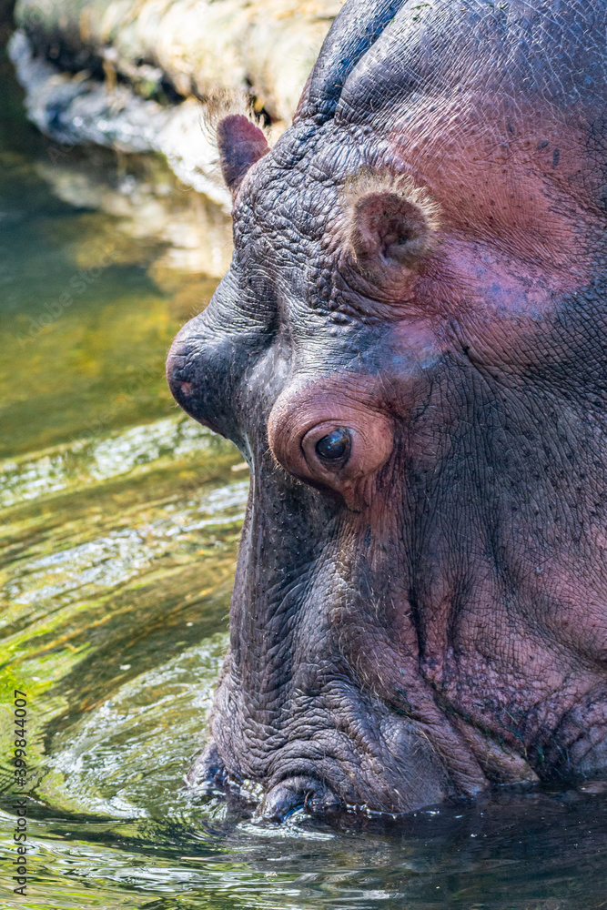 Closeup of hippo drinking water from pond in nature preserve Closeup of hippo drinking water from pond in nature preserve