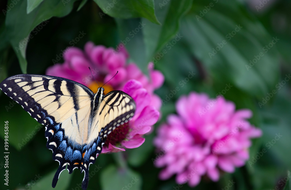 Fototapeta premium Exquisite yellow eastern tiger swallowtail feeding on dark pink zinnia