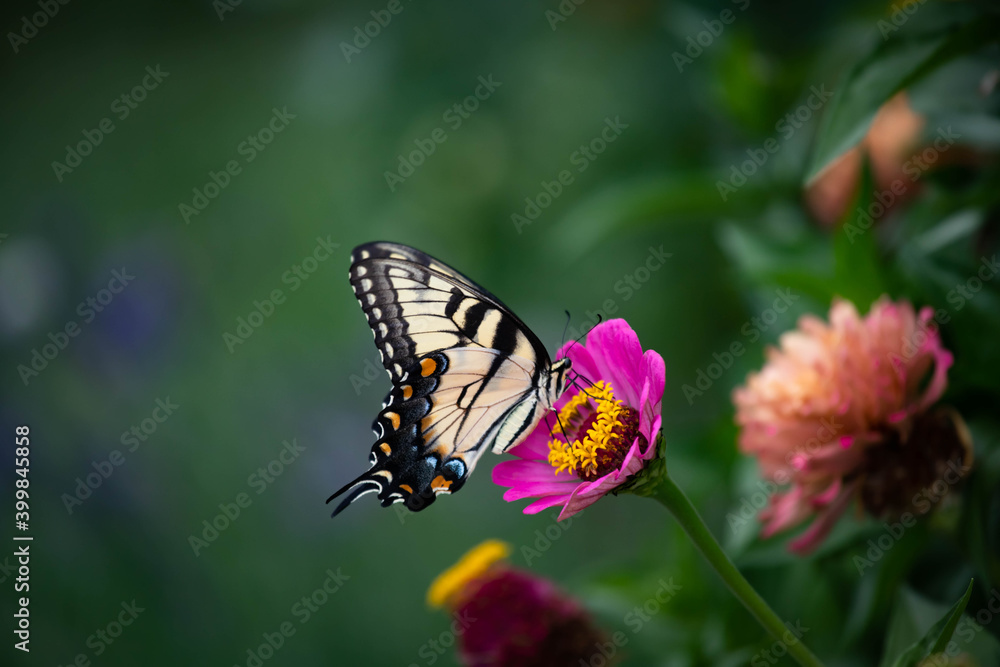 Exquisite yellow eastern tiger swallowtail feeding on dark pink zinnia Exquisite yellow eastern tiger swallowtail feeding on dark pink zinnia