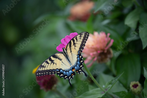 Canvas Print Exquisite yellow eastern tiger swallowtail feeding on dark pink zinnia