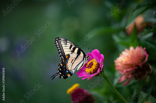 Exquisite yellow eastern tiger swallowtail feeding on dark pink zinnia  photo
