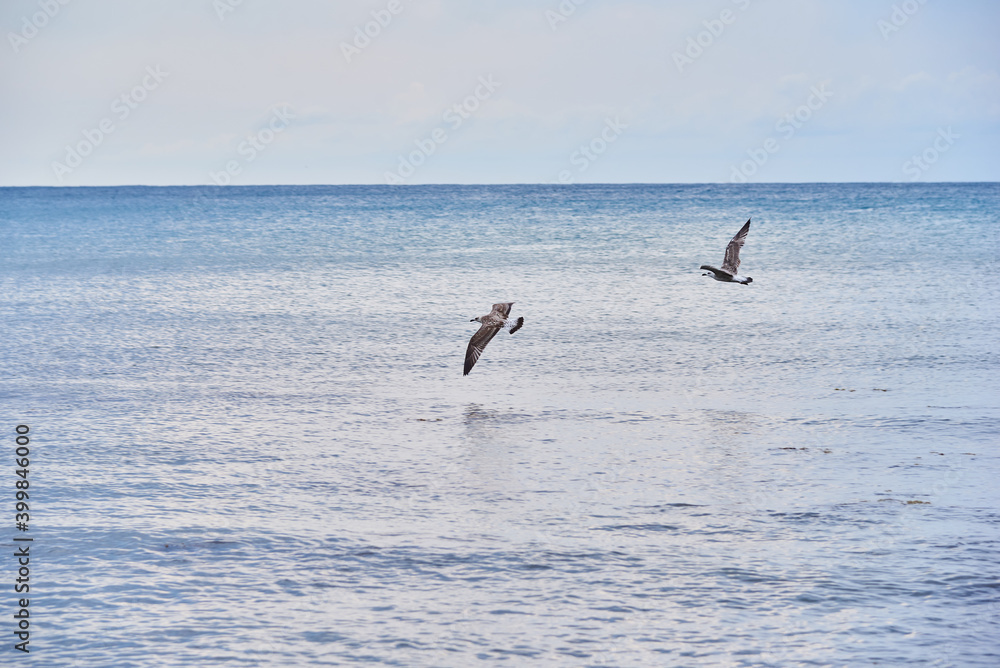 Fototapeta premium Two seagulls flying over the sea