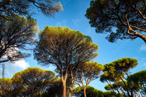 Tableau sur toile Parco della Maremma