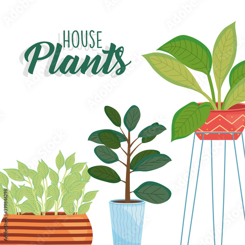 house three plants inside pots vector design