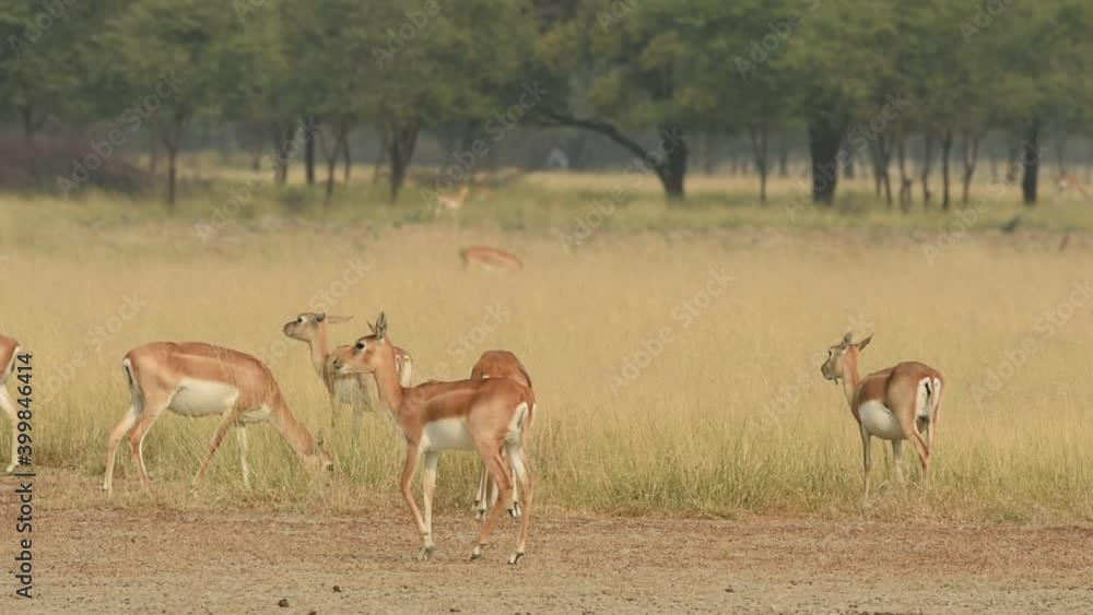 Wide shot of blackbuck or antilope cervicapra or indian antelope in herd or group in grassland of tal chhapar sanctuary rajasthan india Wide shot of blackbuck or antilope cervicapra or indian antelope in herd or group in grassland of tal chhapar sanctuary rajasthan india
