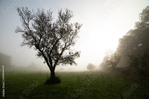 Mysterious tree in the field with fog.