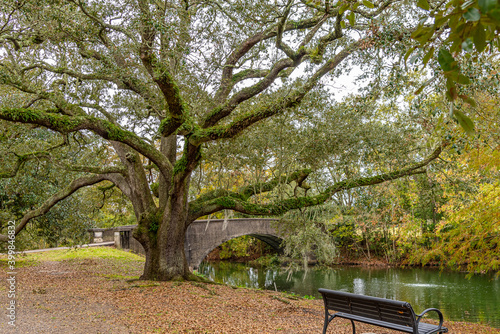 Park bench under beautiful tree near river with bridge © Melissa