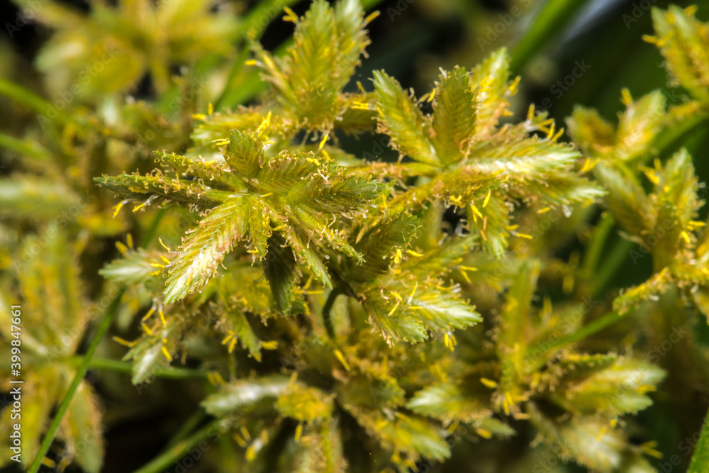 Flowers of Umbrella Sedge or Umbrella Gras (Cyperus alternifolius) Flowers of Umbrella Sedge or Umbrella Gras (Cyperus alternifolius)