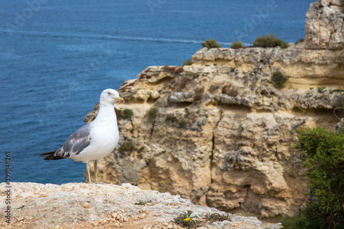 Seagull at the Edge of a Cliff in the Algarve in Portugal