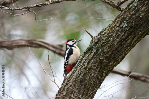 Picchio rosso maggiore 
