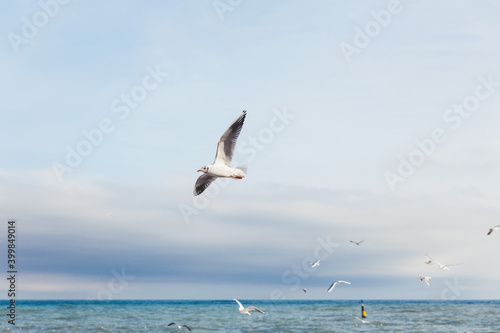 Flock of seagulls on sea embankment. Flying birds upon sea. Yalta, Crimea.