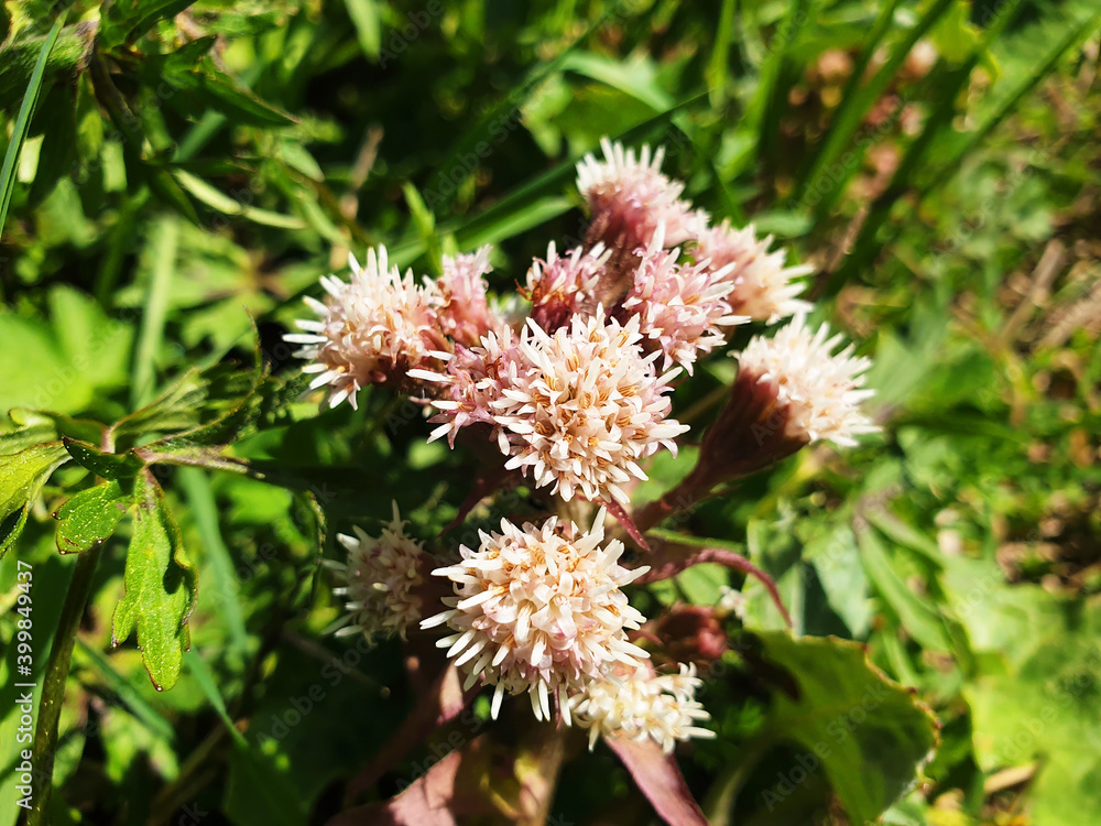 White flowers of petasites paradoxus or petasites hybridus blooming in the mountains. White flowers of petasites paradoxus or petasites hybridus blooming in the mountains.
