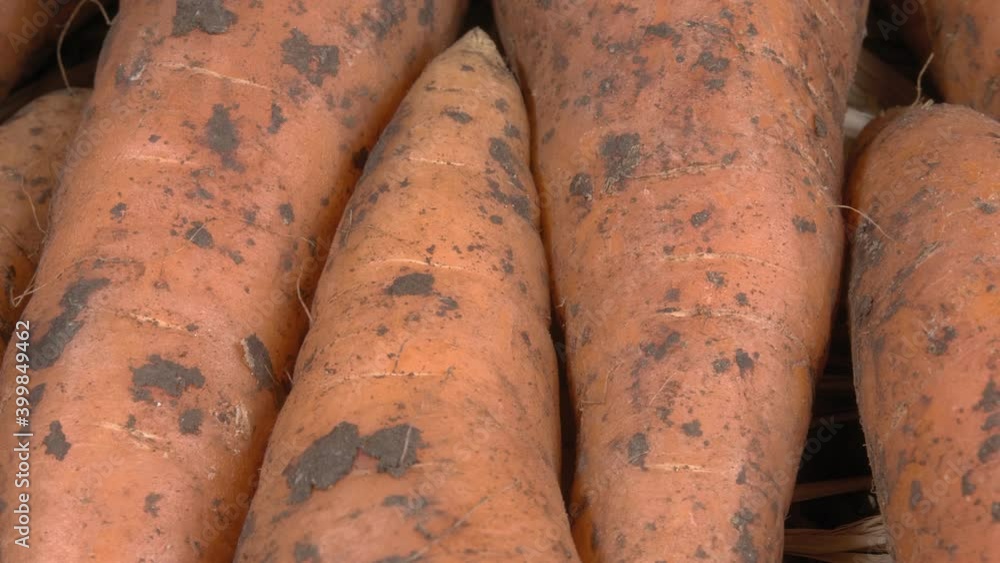 Organic carrot close-up. Fresh vegetables. Natural product. Organic carrot close-up. Fresh vegetables. Natural product.