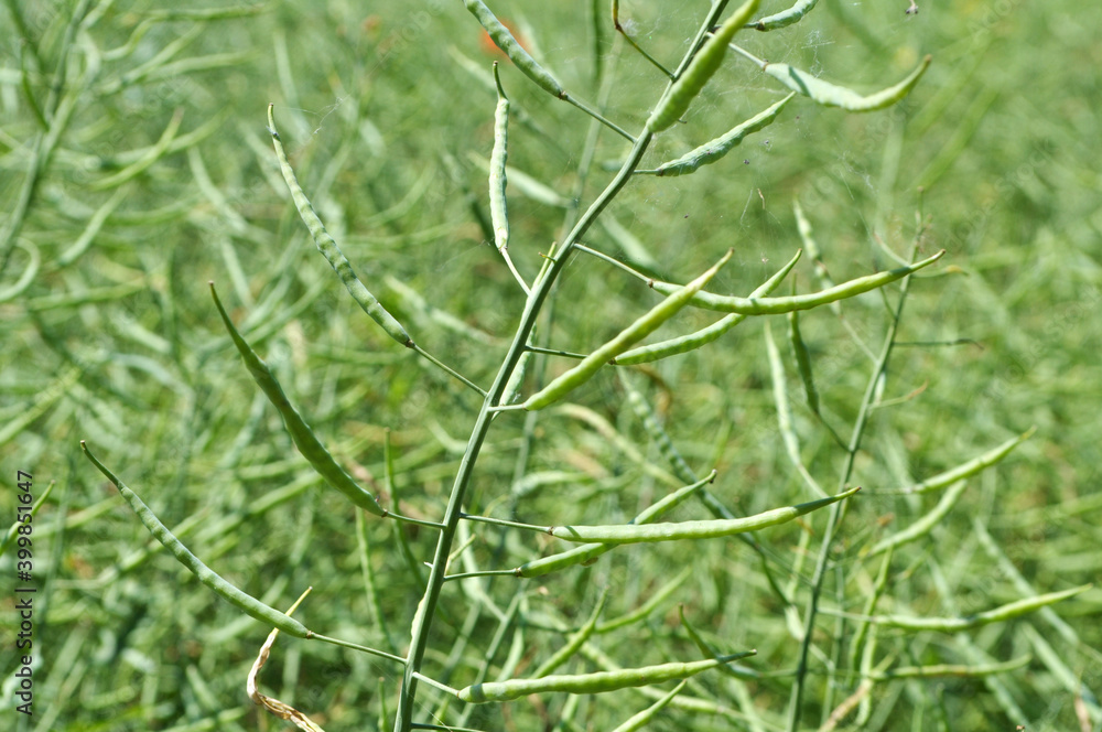 On the plant are pods winter crops of rape On the plant are pods winter crops of rape
