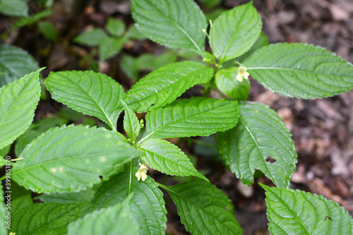Impatiens parviflora grows in the wild in the forest photo