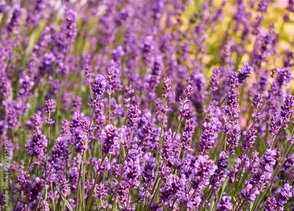 Lavender flowers in flower garden.