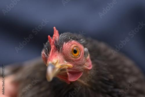 4 - Grey pekin bantam chicken looks at camera, close up of orange eye photo
