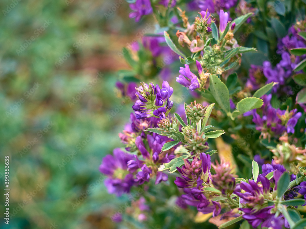 Fototapeta premium Flowers of alfalfa in the field. Medicago sativa.