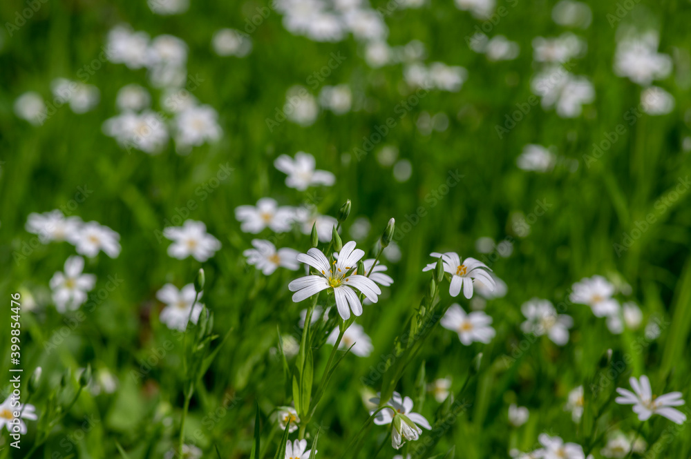 Rabalera Stellaria holostea greater stitchwort perennial flowers in bloom, group of white flowering plants on green background Rabalera Stellaria holostea greater stitchwort perennial flowers in bloom, group of white flowering plants on green background
