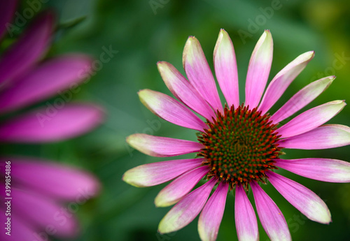 Beautiful pink coneflowers  echinacea purpurea  a perennial 