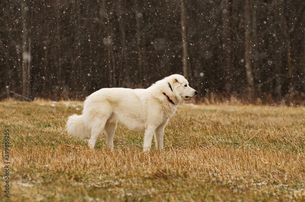 Sheepdog in a field surrounded by falling snow in Ontario, Canada. Sheepdog in a field surrounded by falling snow in Ontario, Canada.