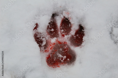 Photo Bloody Wolf Print in Snow