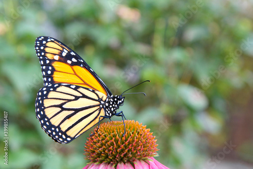 Close up profile view of one female Monarch butterfly on a purple coneflower  green plants OOF in background.