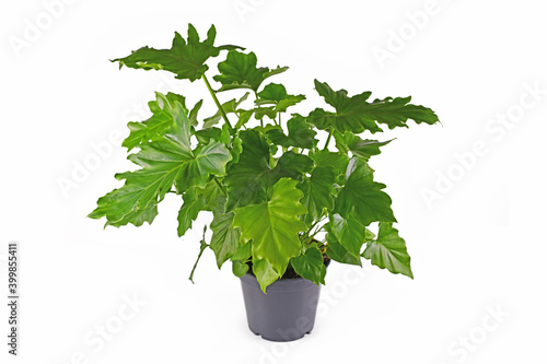 Photos Tropical 'Thaumatophyllum Shangri La' houseplant with long stems and lobed leave