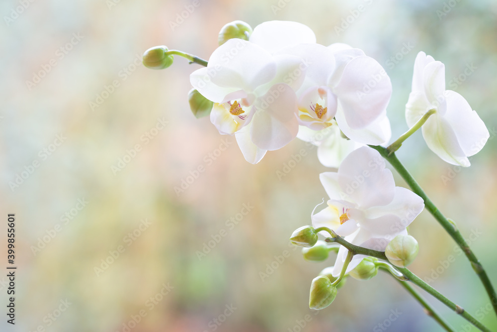Fototapeta premium White orchid branch ,Phalaenopsis, on a blurred colored background with copy space on the left