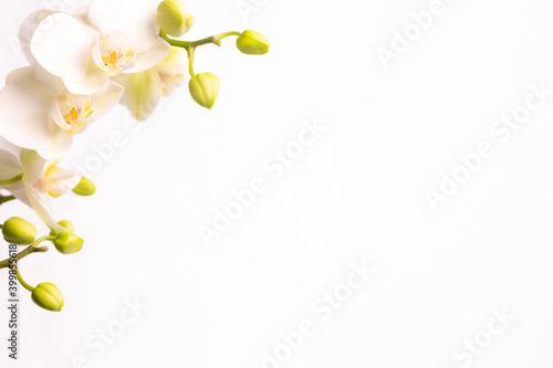 Orchid branch ,Phalaenopsis, on a white background with copy space on right