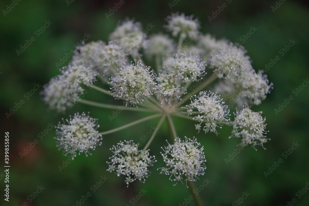 Morning field background with wild flowers. Wild flowers in a meadow nature. Morning field background with wild flowers. Wild flowers in a meadow nature.