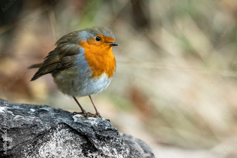 Beautiful robin standing on a rock.