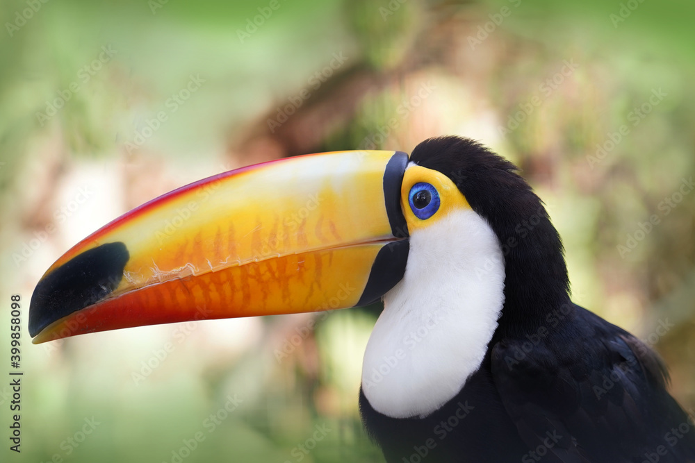 Toucan bird in tropical forest . Toucan bird in tropical forest .