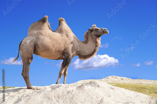 Photography Bactrian Camel . Two humps camel.