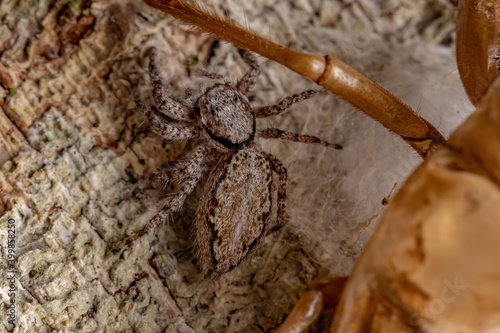 adult female jumping spider protecting eggs photo