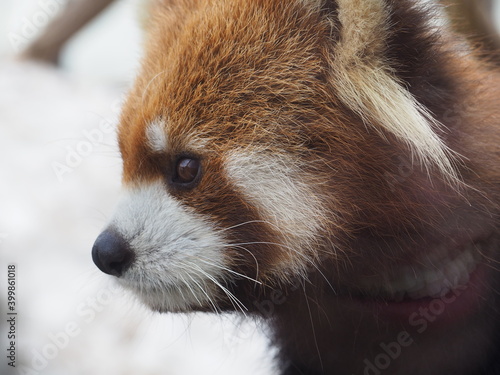 円山動物園のレッサーパンダ